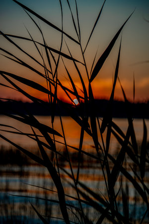 Silhouette of tall grass against a vibrant sunset over water.の写真素材