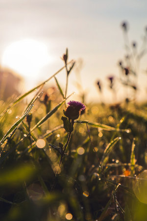 Close-up of wildflowers and grass with morning dew in sunlight.の写真素材