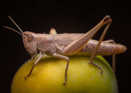 Close-up of a grasshopper perched on a green apple against a dark background.の写真素材