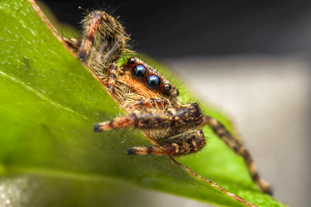 Close-up of a jumping spider on a green leaf.