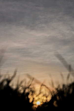 Blurred silhouette of grass against a sunset sky with clouds.の写真素材