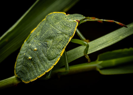 Close-up of a green shield bug on a leaf, showing detailed texture.