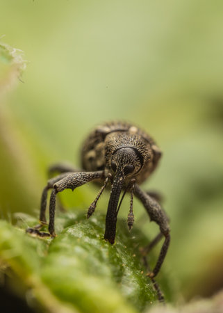Close-up of a weevil on a green leaf, showing its textured body and long snout.の写真素材