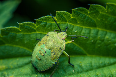 Close-up of a green shield bug on a leaf.