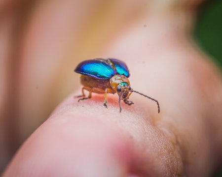 Close-up of a metallic blue beetle on a human finger.の写真素材