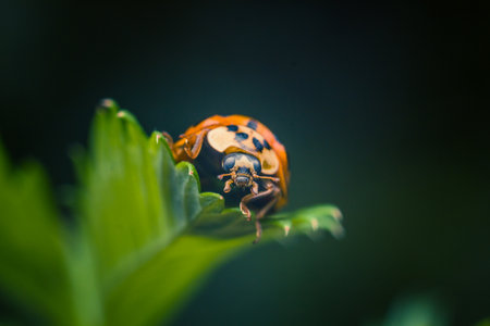 Close-up of a ladybug on a green leaf with a dark background.