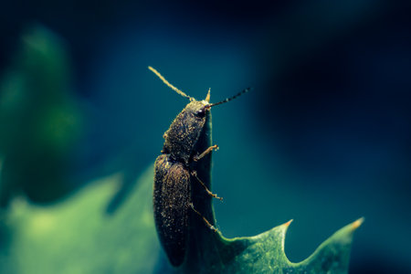 Close-up of a beetle on a leaf with a dark, moody background.の写真素材