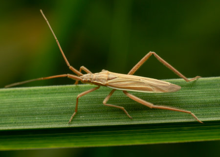 Close-up of a brown insect with long legs and antennae on a green leaf.の写真素材
