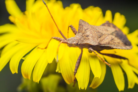 Close-up of a brown shield bug on a yellow dandelion flower.の写真素材