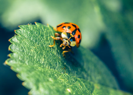 Close-up of a ladybug on a green leaf with blurred background.の写真素材