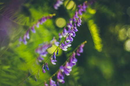 Close-up of purple wildflowers with blurred green backgroundの写真素材