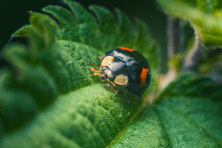 Close-up of a ladybug on a green leaf with detailed texture.