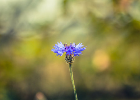 Close-up of a single blue cornflower with a blurred background.の写真素材