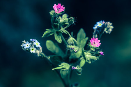 Close-up of small pink and blue wildflowers with green leaves on a dark background.の写真素材