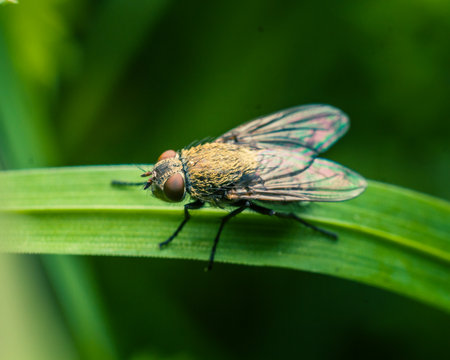 Close-up of a fly on a green leaf with blurred background.の写真素材