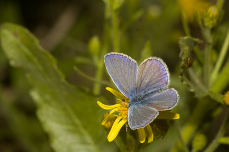 A blue butterfly perched on a yellow flower in a natural setting.の写真素材