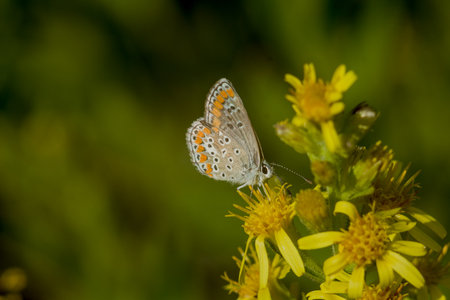 A butterfly perched on a yellow flower against a blurred green background.の写真素材