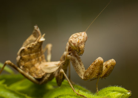 Close-up of a brown praying mantis on a green leaf.の写真素材
