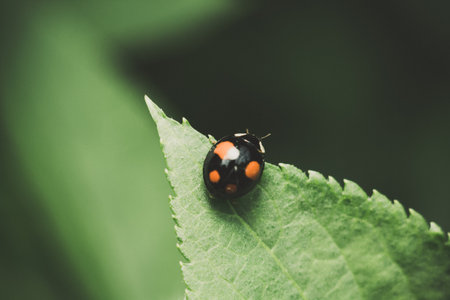 Close-up of a ladybug on a green leaf.の写真素材
