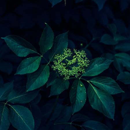 Close-up of green leaves and small buds against a dark background.の写真素材