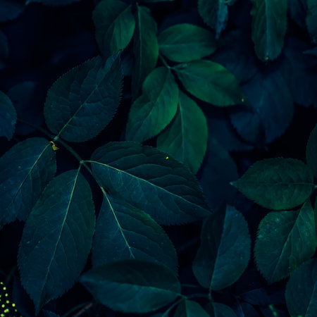 Dark green leaves with a moody, mysterious atmosphere.
