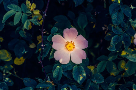 A single pink wild rose surrounded by dark green leaves.の写真素材