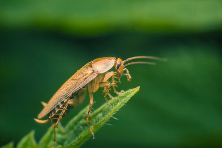 Close-up of a brown cockroach on a green leaf with blurred background.の写真素材