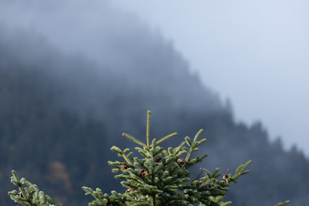 A pine tree with misty mountains in the background.の写真素材