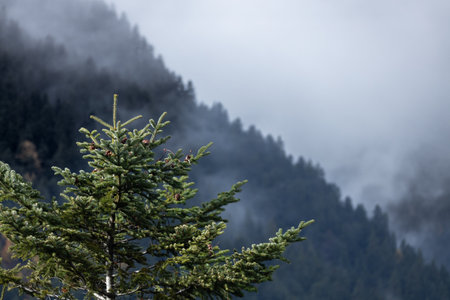 Misty mountain landscape with evergreen tree in foreground.