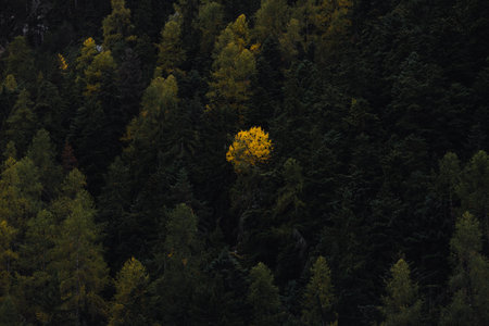 A single bright yellow tree stands out in a dense, dark forest.