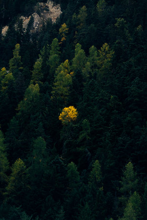 A dense forest with a single yellow tree standing out among green trees.の写真素材