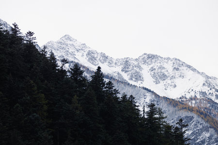 Snow-covered mountain peaks with pine forest in foreground.