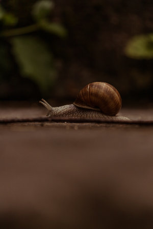 Close-up of a snail crawling on a surface with blurred background.の写真素材