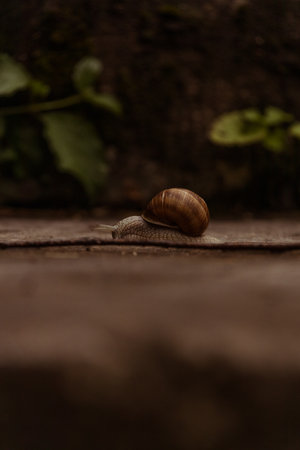 Close-up of a snail with a brown shell on a blurred background.の写真素材
