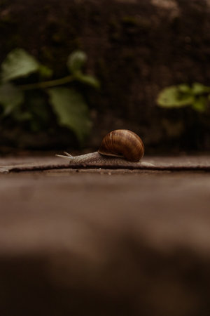 Close-up of a snail on a stone surface with blurred green leaves in the background.の写真素材