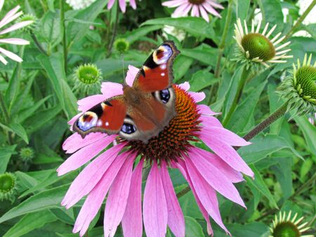 On a warm summer day, in sunny weather, a beautiful butterfly drinks charming nectar sitting on a beautiful flower. A close-up photo showing all the magnificent details on the wings of this insect.の写真素材