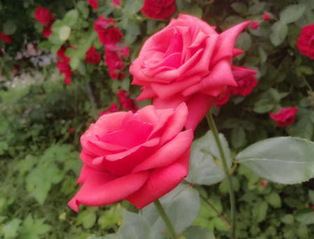 Two showy red roses close-up. Delicate rose petals on a background of green leaves. Summer period....