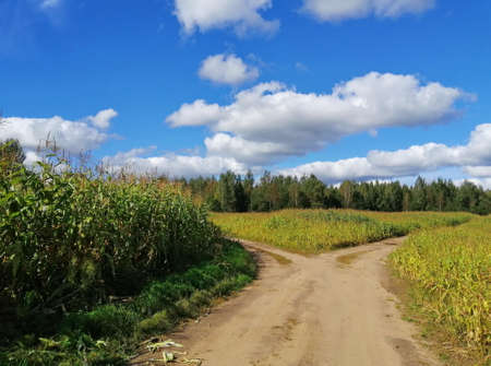 A fork in the road passing through a corn field against a blue sky with cumulus clouds. The...