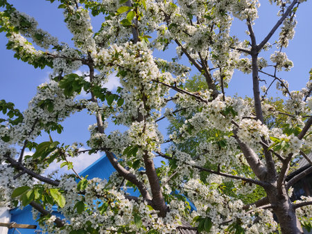 Showy white cherry flowers in the park in springのeditorial素材