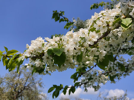 Showy white cherry flowers in the park in springのeditorial素材