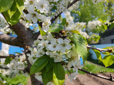 Showy white cherry flowers in the park in springのeditorial素材