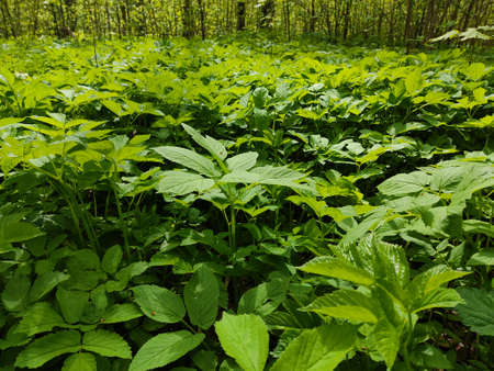 Lush green grass, in sunny weather, in the park in summer, spreads like a grassy carpet in the meadow.の写真素材