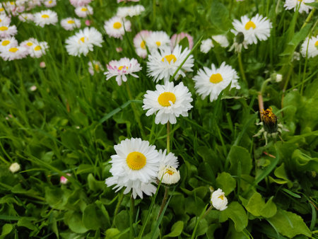 Beautiful white daisies on the lawn in the parkのeditorial素材