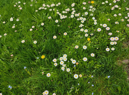 Beautiful white daisies on the lawn in the parkのeditorial素材
