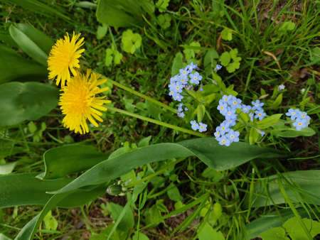 Yellow dandelions with a fluffy bud, against a background of green grass.の写真素材