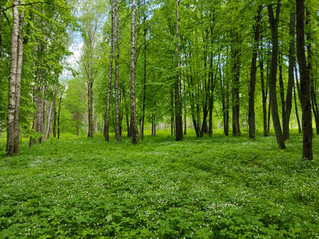 Lush green grass and beautiful, small white flowers in a forest glade in the forests of Belarus.