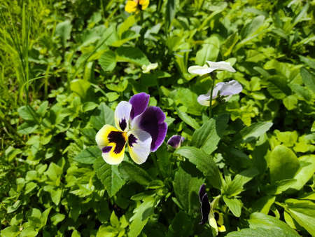Beautiful multi-colored flowers Pansies, on the lawn in the park, against the background of green,...