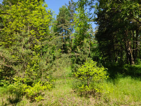 Beautiful landscape in the forests of Belarus.
