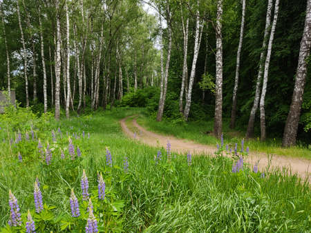Beautiful and slender birches in the forests of Belarus. Young, fresh green leaves of trees and...