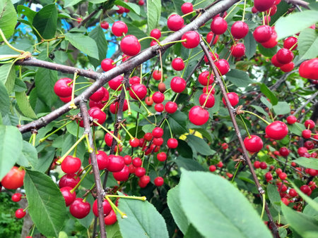 Red cherry on a tree branch, against a background of green leaves. Photo of juicy berries from...